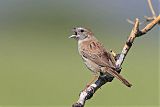 Botteri's Sparrowborder=